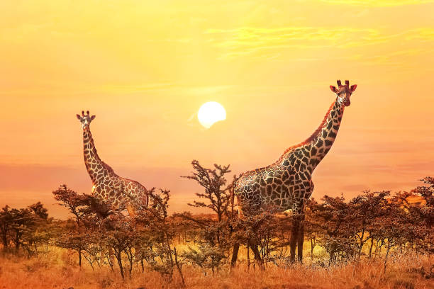 Budget Tanzania Safari Itinerary